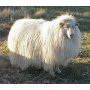 Tarjoushintainen valkoinen laadukas lampaantalja Icelandic on yleillisen kaunis ja monikäyttöinen. Ilmainen toimitus.